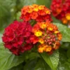 Lantana Plants Live - Frans Red Pack of 3 Lantana Live Plants for Planting - 4-6 Inches Tall - Attracts Butterflies, Perfect for Containers