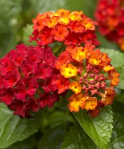 Lantana Plants Live - Frans Red Pack of 3 Lantana Live Plants for Planting - 4-6 Inches Tall - Attracts Butterflies, Perfect for Containers