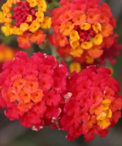 Lantana Plants Live - Frans Red Pack of 3 Lantana Live Plants for Planting - 4-6 Inches Tall - Attracts Butterflies, Perfect for Containers