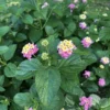 Lantana Plants Live - Ham and Eggs Pack of 3 Lantana Live Plants for Planting - 4-6 Inches Tall - Attracts Butterflies