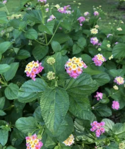 Lantana Plants Live - Ham and Eggs Pack of 3 Lantana Live Plants for Planting - 4-6 Inches Tall - Attracts Butterflies