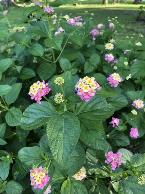 Lantana Plants Live - Ham and Eggs Pack of 3 Lantana Live Plants for Planting - 4-6 Inches Tall - Attracts Butterflies