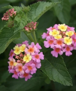 Lantana Plants Live - Ham and Eggs Pack of 3 Lantana Live Plants for Planting - 4-6 Inches Tall - Attracts Butterflies