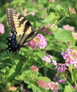 Lantana Plants Live - Ham and Eggs Pack of 3 Lantana Live Plants for Planting - 4-6 Inches Tall - Attracts Butterflies