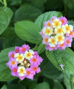 Lantana Plants Live - Ham and Eggs Pack of 3 Lantana Live Plants for Planting - 4-6 Inches Tall - Attracts Butterflies