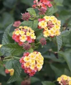 Lantana Plants Live - Ham and Eggs Pack of 3 Lantana Live Plants for Planting - 4-6 Inches Tall - Attracts Butterflies