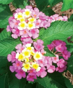 Lantana Plants Live - Ham and Eggs Pack of 3 Lantana Live Plants for Planting - 4-6 Inches Tall - Attracts Butterflies