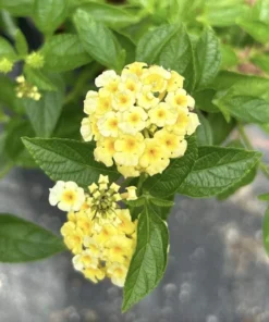Lantana Plants Live - Lemon Drop Pack of 3 Lantana Live Plants for Planting - 4-6 Inches Tall - Attracts Butterflies, Perfect for Containers