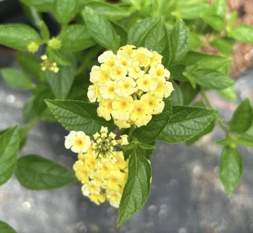Lantana Plants Live - Lemon Drop Pack of 3 Lantana Live Plants for Planting - 4-6 Inches Tall - Attracts Butterflies, Perfect for Containers