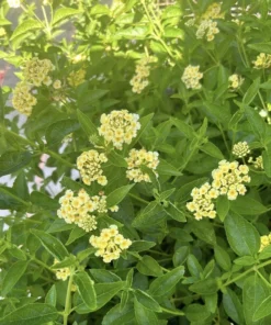 Lantana Plants Live - Lemon Drop Pack of 3 Lantana Live Plants for Planting - 4-6 Inches Tall - Attracts Butterflies, Perfect for Containers