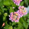 Lantana Plants Live - Pink Caprice Pack of 2 Lantana Live Plant - 4-6 Inches Tall - Attracts Butterflies, Perfect for Containers