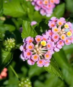 Lantana Plants Live - Pink Caprice Pack of 2 Lantana Live Plant - 4-6 Inches Tall - Attracts Butterflies, Perfect for Containers
