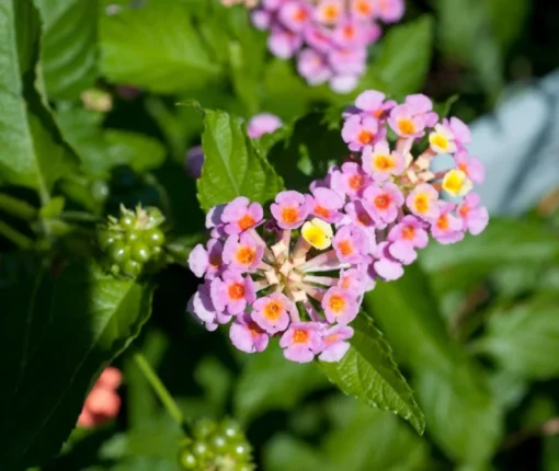 Lantana Plants Live - Pink Caprice Pack of 2 Lantana Live Plant - 4-6 Inches Tall - Attracts Butterflies, Perfect for Containers