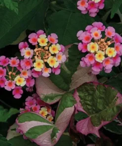 Lantana Plants Live - Pink Caprice Pack of 2 Lantana Live Plant - 4-6 Inches Tall - Attracts Butterflies, Perfect for Containers