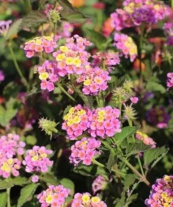 Lantana Plants Live - Pink Caprice Pack of 2 Lantana Live Plant - 4-6 Inches Tall - Attracts Butterflies, Perfect for Containers
