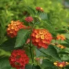 Lantana Plants Live - Red Spread Pack of 3 Lantana Live Plants for Planting - 4-6 Inches Tall - Attracts Butterflies, Perfect for Containers