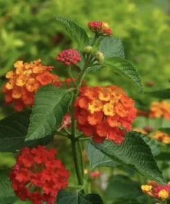 Lantana Plants Live - Red Spread Pack of 3 Lantana Live Plants for Planting - 4-6 Inches Tall - Attracts Butterflies, Perfect for Containers
