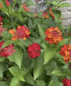 Lantana Plants Live - Red Spread Pack of 3 Lantana Live Plants for Planting - 4-6 Inches Tall - Attracts Butterflies, Perfect for Containers