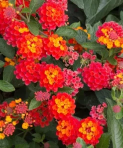 Lantana Plants Live - Salsa Red Pack of 3 Lantana Live Plants for Planting - 4-6 Inches Tall - Attracts Butterflies, Perfect for Containers