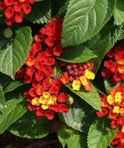 Lantana Plants Live - Salsa Red Pack of 3 Lantana Live Plants for Planting - 4-6 Inches Tall - Attracts Butterflies, Perfect for Containers