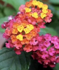 Lantana Plants Live - irene Pack of 3 Lantana Live Plants for Planting - 4-6 Inches Tall - Attracts Butterflies, Perfect for Containers