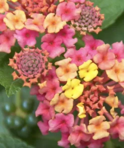 Lantana Plants Live - irene Pack of 3 Lantana Live Plants for Planting - 4-6 Inches Tall - Attracts Butterflies, Perfect for Containers