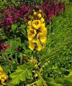 Live Cassia Popcorn Plants – Pack of 2 – Unique Fragrant Shrub with Popcorn-Scented Leaves – Great for Gardens & Containers