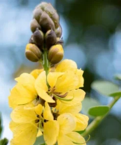 Live Cassia Popcorn Plants – Pack of 2 – Unique Fragrant Shrub with Popcorn-Scented Leaves – Great for Gardens & Containers