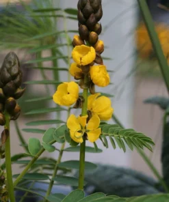 Live Cassia Popcorn Plants – Pack of 2 – Unique Fragrant Shrub with Popcorn-Scented Leaves – Great for Gardens & Containers