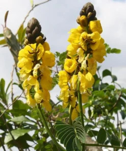 Live Cassia Popcorn Plants – Pack of 2 – Unique Fragrant Shrub with Popcorn-Scented Leaves – Great for Gardens & Containers