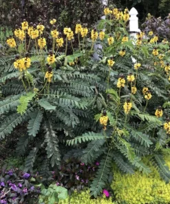 Live Cassia Popcorn Plants – Pack of 2 – Unique Fragrant Shrub with Popcorn-Scented Leaves – Great for Gardens & Containers