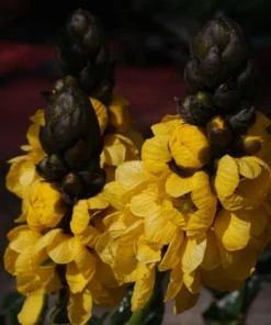 Live Cassia Popcorn Plants – Pack of 2 – Unique Fragrant Shrub with Popcorn-Scented Leaves – Great for Gardens & Containers