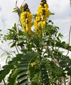 Live Cassia Popcorn Plants – Pack of 2 – Unique Fragrant Shrub with Popcorn-Scented Leaves – Great for Gardens & Containers