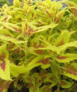 Live Coleus Plants – Pack of 10 Assorted Varieties – Vibrant Foliage for Gardens & Containers – Shade-Loving and Easy to Grow
