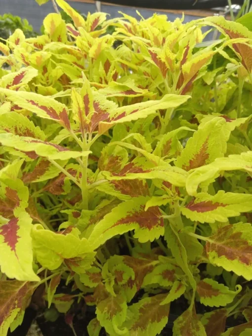 Live Coleus Plants – Pack of 10 Assorted Varieties – Vibrant Foliage for Gardens & Containers – Shade-Loving and Easy to Grow