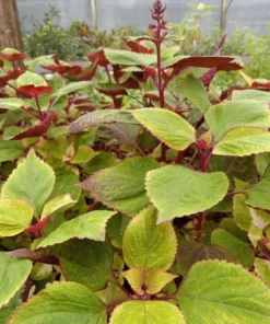 Live Coleus Plants – Pack of 10 Assorted Varieties – Vibrant Foliage for Gardens & Containers – Shade-Loving and Easy to Grow