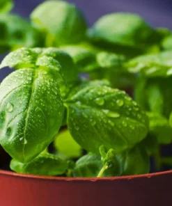 Live Greek Basil Plants (Pack of 3) 5-8 Inches Tall – Aromatic and Compact Culinary Herb for Cooking and Garnishes – Easy to Grow
