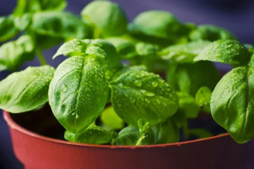 Live Greek Basil Plants (Pack of 3) 5-8 Inches Tall – Aromatic and Compact Culinary Herb for Cooking and Garnishes – Easy to Grow