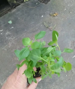 Live Greek Basil Plants (Pack of 3) 5-8 Inches Tall – Aromatic and Compact Culinary Herb for Cooking and Garnishes – Easy to Grow