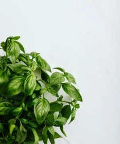 Live Greek Basil Plants (Pack of 3) 5-8 Inches Tall – Aromatic and Compact Culinary Herb for Cooking and Garnishes – Easy to Grow