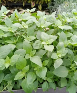 Live Greek Basil Plants (Pack of 3) 5-8 Inches Tall – Aromatic and Compact Culinary Herb for Cooking and Garnishes – Easy to Grow