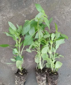 Live Greek Basil Plants (Pack of 3) 5-8 Inches Tall – Aromatic and Compact Culinary Herb for Cooking and Garnishes – Easy to Grow