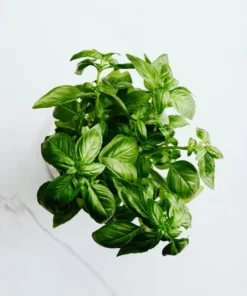 Live Greek Basil Plants (Pack of 3) 5-8 Inches Tall – Aromatic and Compact Culinary Herb for Cooking and Garnishes – Easy to Grow