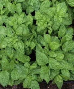 Live Greek Basil Plants (Pack of 3) 5-8 Inches Tall – Aromatic and Compact Culinary Herb for Cooking and Garnishes – Easy to Grow