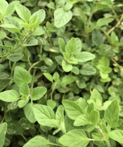 Live Greek Oregano Plants (Pack of 3) 5-8 Inches Tall – Aromatic Herb for Cooking and Tea – Thrives in Gardens & Containers – Easy to Grow