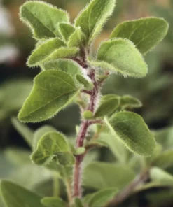 Live Greek Oregano Plants (Pack of 3) 5-8 Inches Tall – Aromatic Herb for Cooking and Tea – Thrives in Gardens & Containers – Easy to Grow