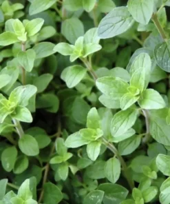 Live Greek Oregano Plants (Pack of 3) 5-8 Inches Tall – Aromatic Herb for Cooking and Tea – Thrives in Gardens & Containers – Easy to Grow