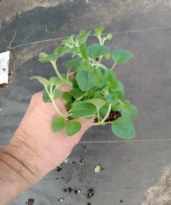 Live Greek Oregano Plants (Pack of 3) 5-8 Inches Tall – Aromatic Herb for Cooking and Tea – Thrives in Gardens & Containers – Easy to Grow