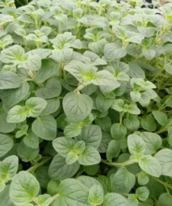 Live Greek Oregano Plants (Pack of 3) 5-8 Inches Tall – Aromatic Herb for Cooking and Tea – Thrives in Gardens & Containers – Easy to Grow