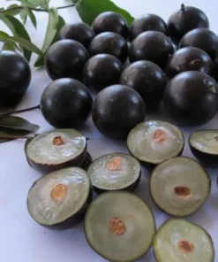 Live Jaboticaba Tree – 1 Foot Tall – Unique Tropical Fruit Tree with Sweet, Grape-Like Berries – Brazilian Grape